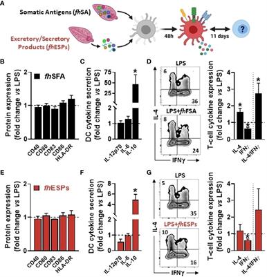 Fasciola hepatica Fatty Acid Binding Protein 1 Modulates T cell Polarization by Promoting Dendritic Cell Thrombospondin-1 Secretion Without Affecting Metabolic Homeostasis in Obese Mice